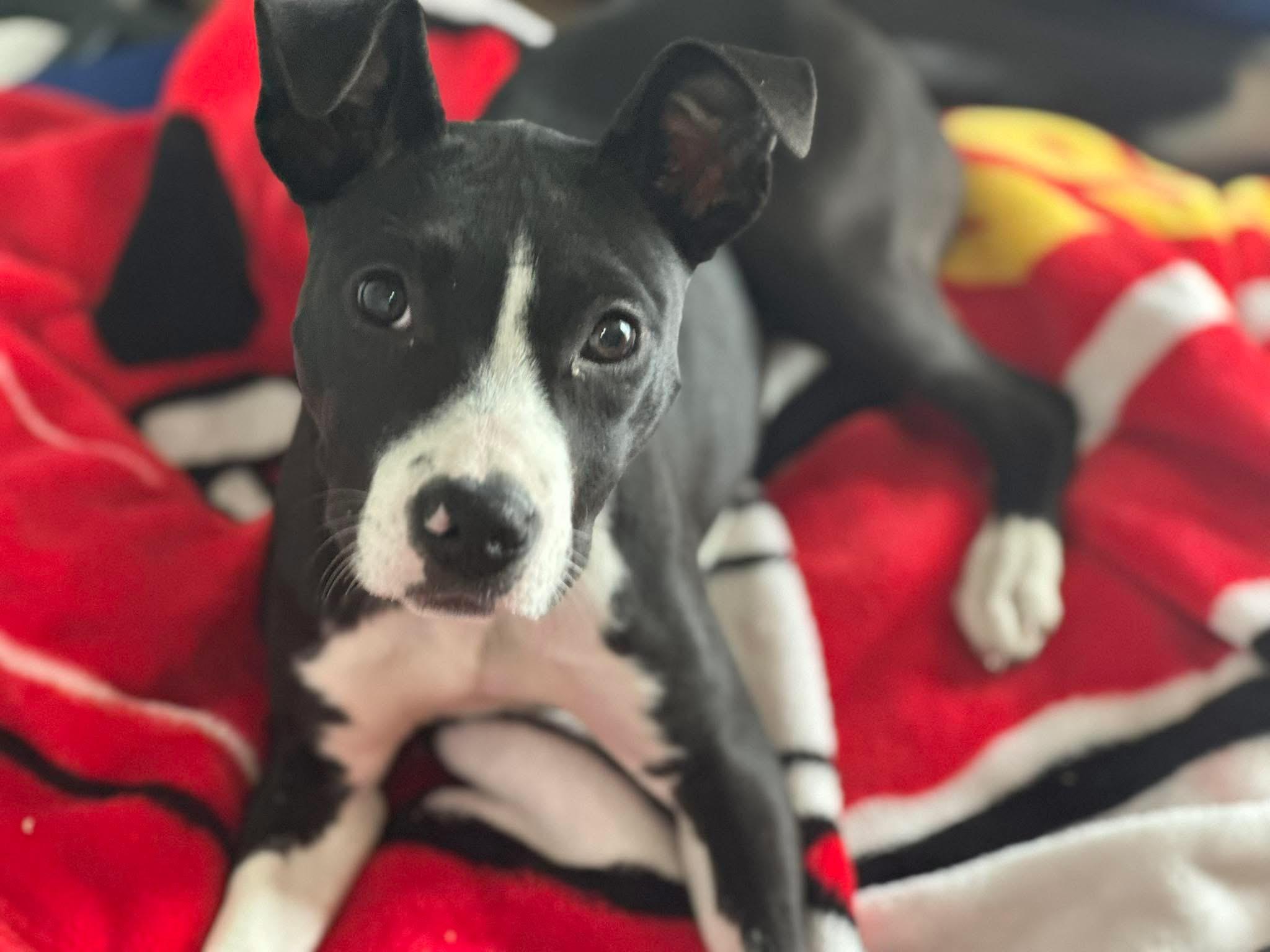 Enlarge Cher, a Adoptable Mixed Breed in Manhattan, KS image 6/6