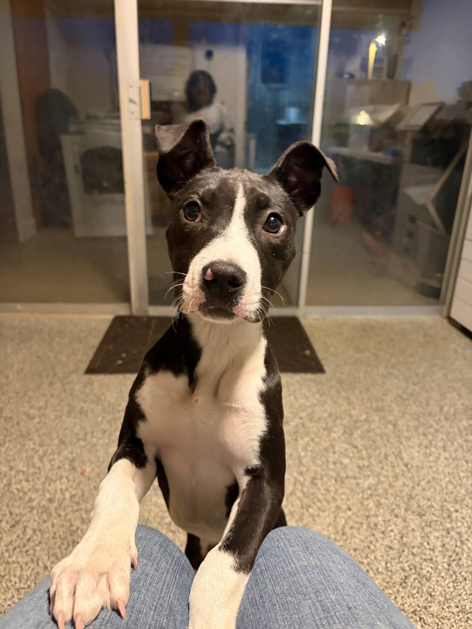 Enlarge Cher, a Adoptable Mixed Breed in Manhattan, KS image 4/6