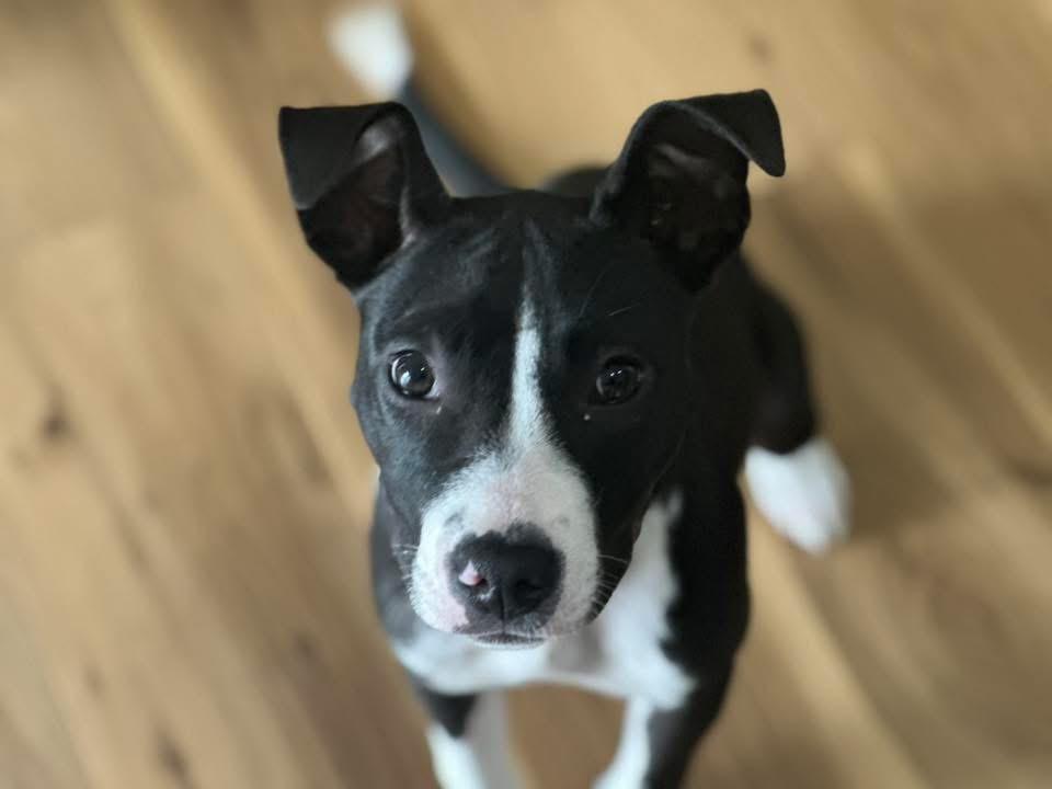 Cher, Adoptable, Puppy Female Mixed Breed.