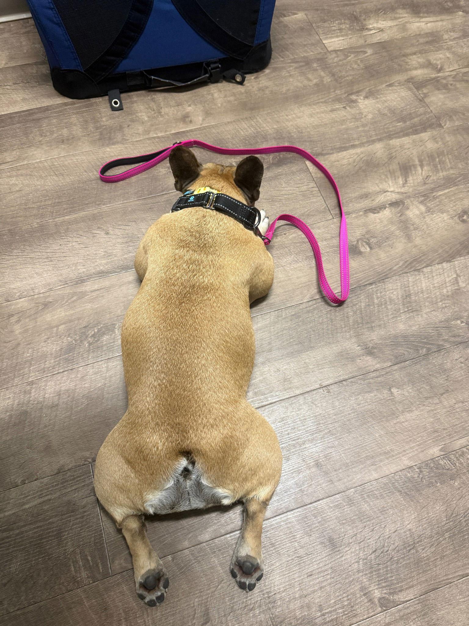 Enlarge Lucy, a ADOPTABLE French Bulldog in Scottsdale, AZ image 4/5