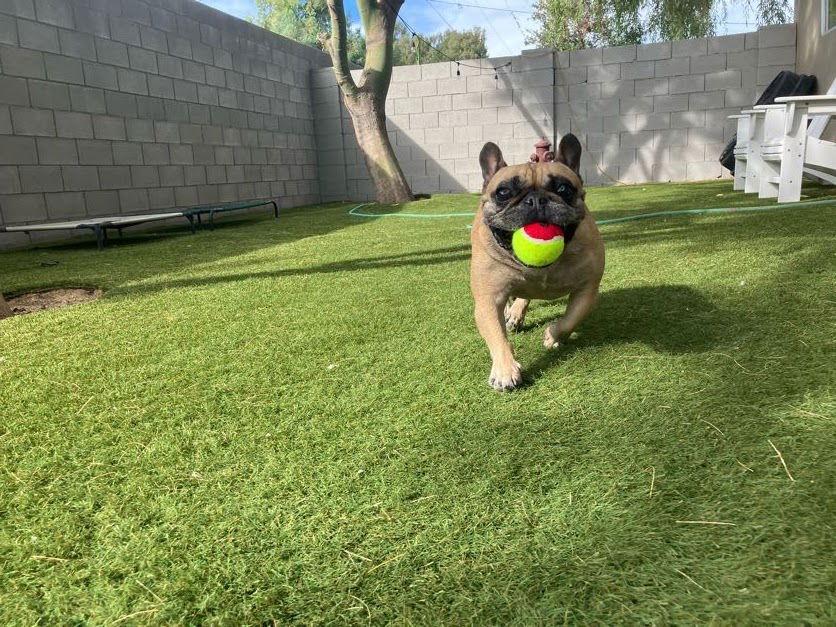 Enlarge Lucy, a ADOPTABLE French Bulldog in Scottsdale, AZ image 3/5