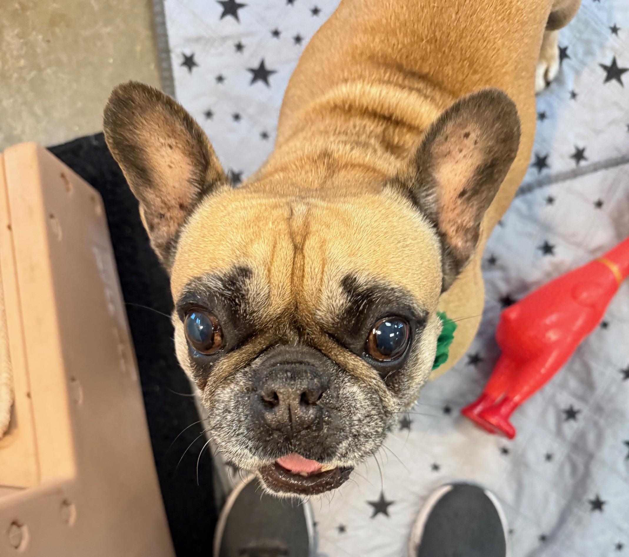 Enlarge Lucy, a ADOPTABLE French Bulldog in Scottsdale, AZ image 5/5