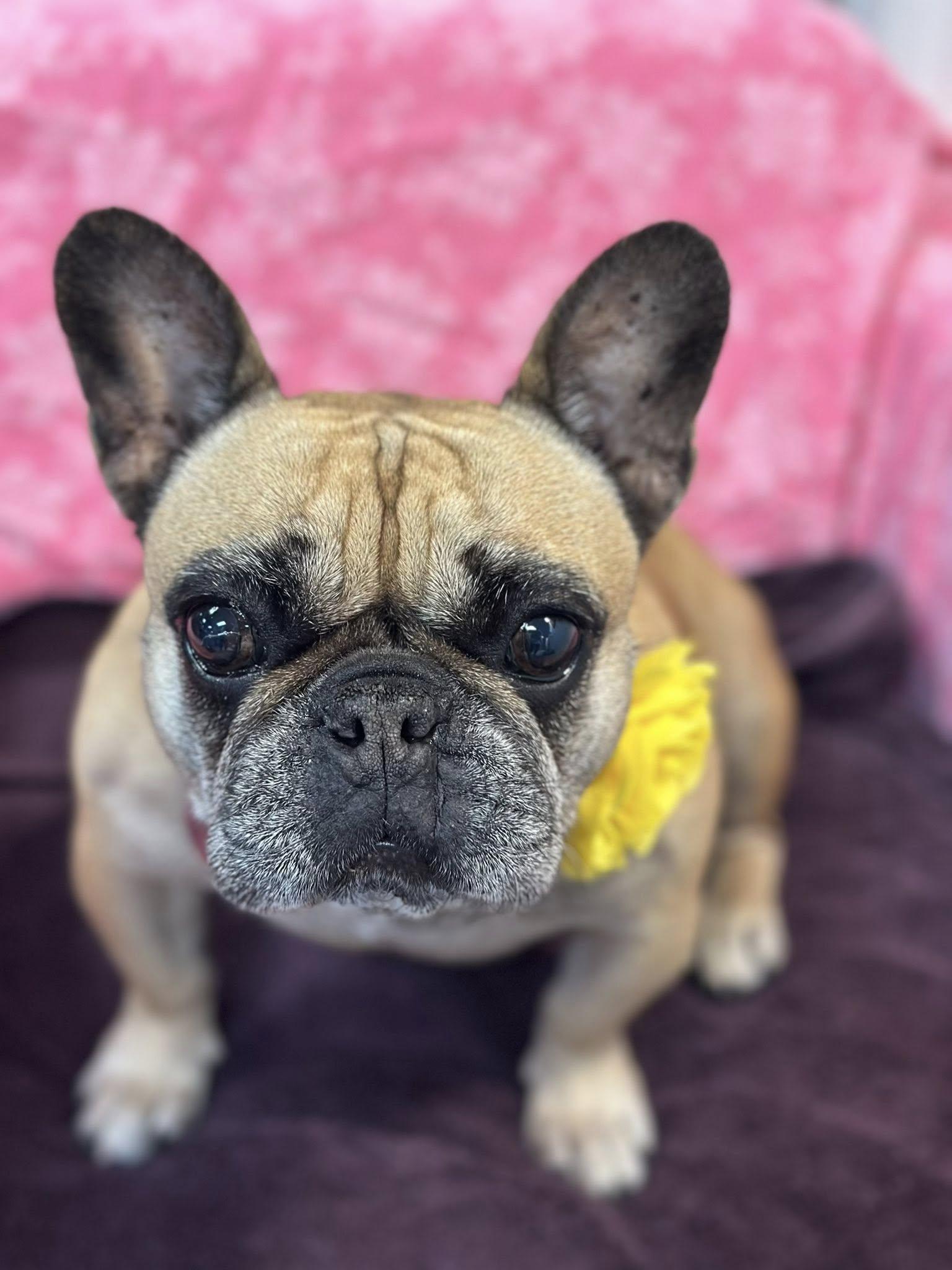 Lucy, ADOPTABLE, Senior Female French Bulldog.