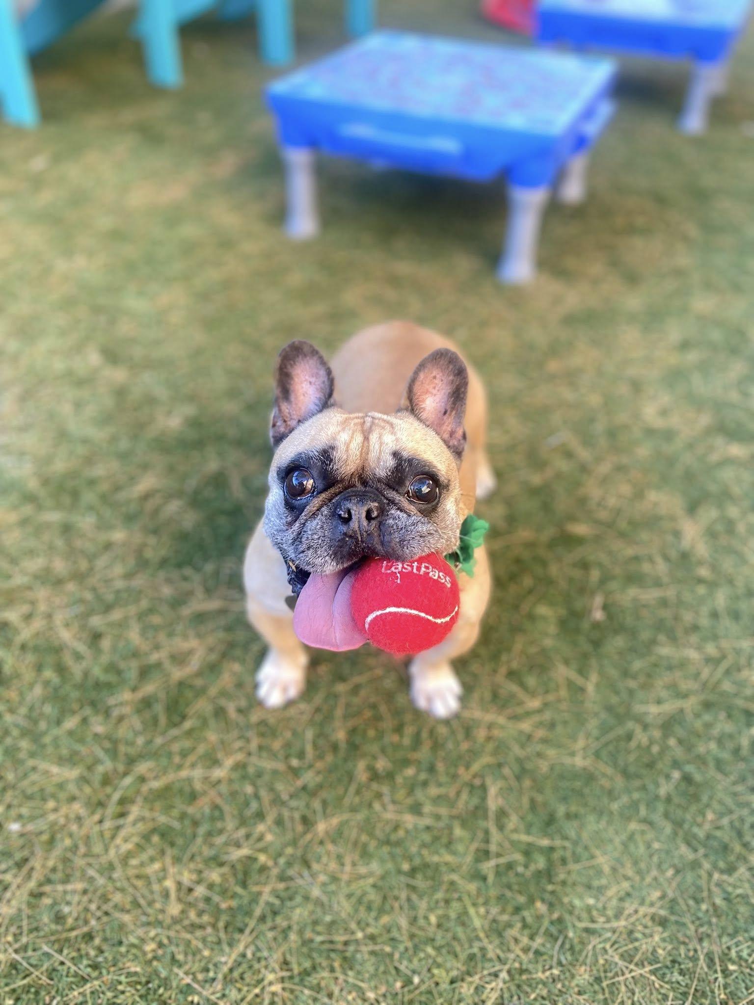 Enlarge Lucy, a ADOPTABLE French Bulldog in Scottsdale, AZ image 2/5