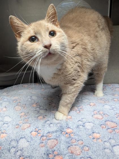 Enlarge Honey, a Adoptable mixed breed in Louisburg, NC image 1/1