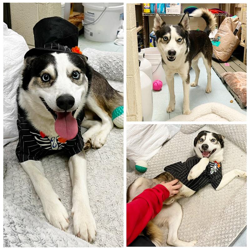Nico , ADOPTABLE, Adult Male Husky.