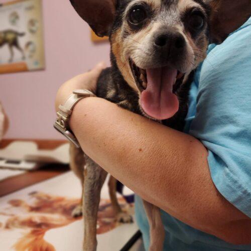 Pudding, a Adoptable Chihuahua in Christiansburg, VA image 1/5