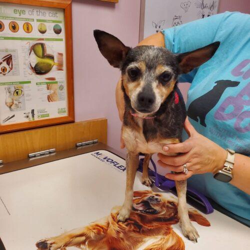 Pudding, Adoptable, Adult Female Chihuahua.