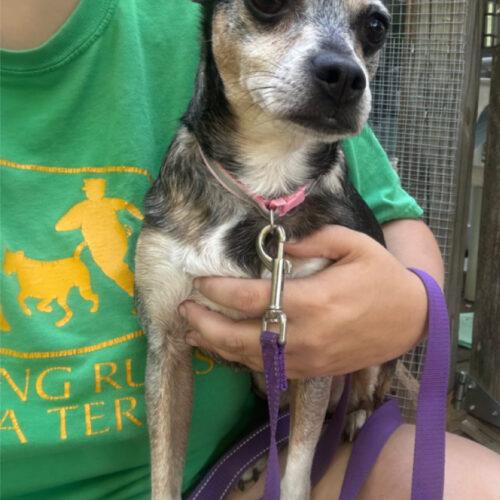 Enlarge Pudding, a Adoptable Chihuahua in Christiansburg, VA image 1/5