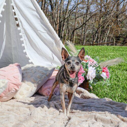 Enlarge Pudding, a Adoptable Chihuahua in Christiansburg, VA image 2/5