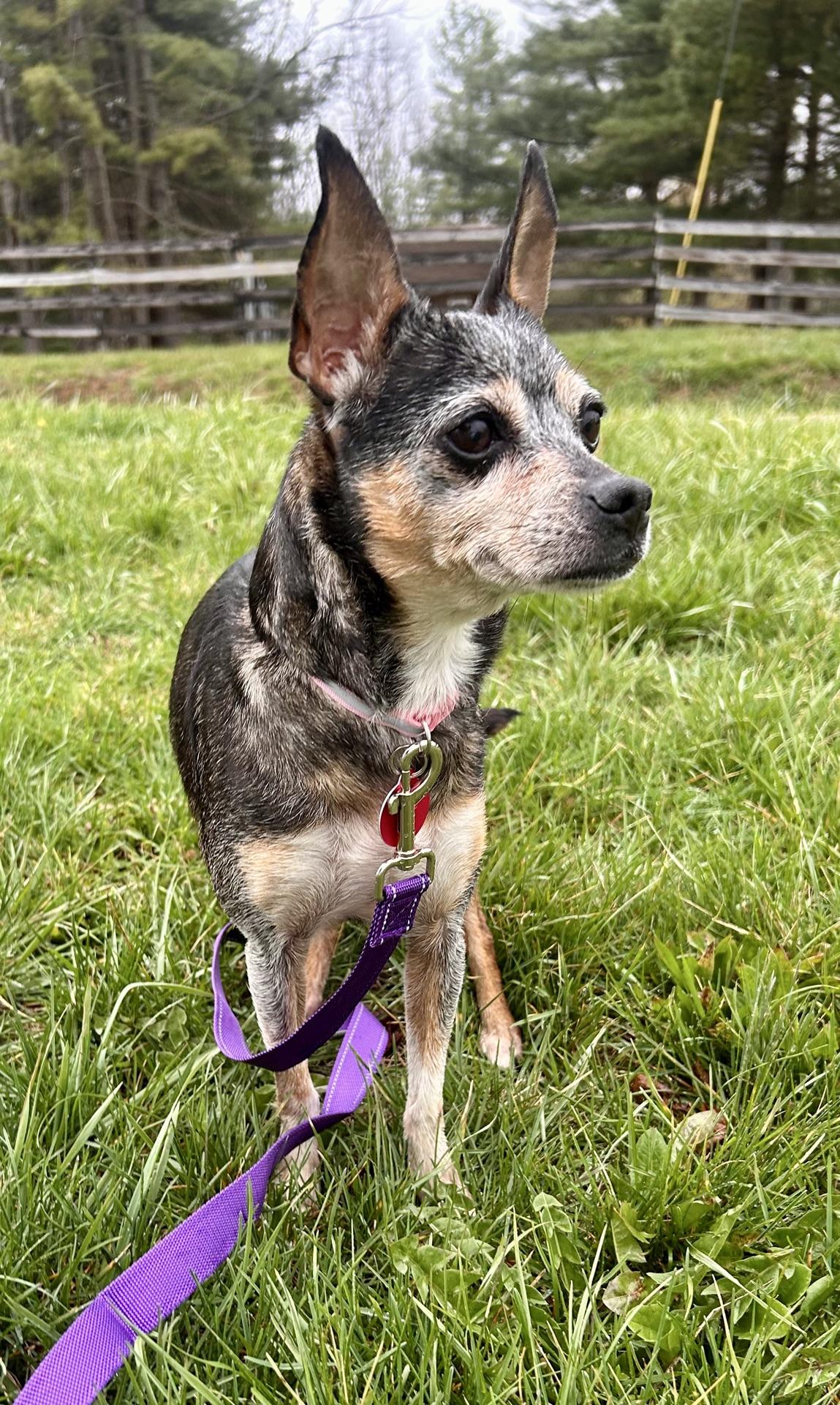 Pudding, a Adoptable Chihuahua in Christiansburg, VA image 3/5