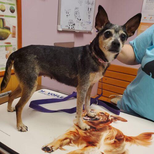 Enlarge Pudding, a Adoptable Chihuahua in Christiansburg, VA image 3/5