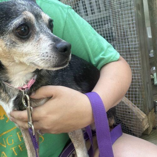 Enlarge Pudding, a Adoptable Chihuahua in Christiansburg, VA image 3/5