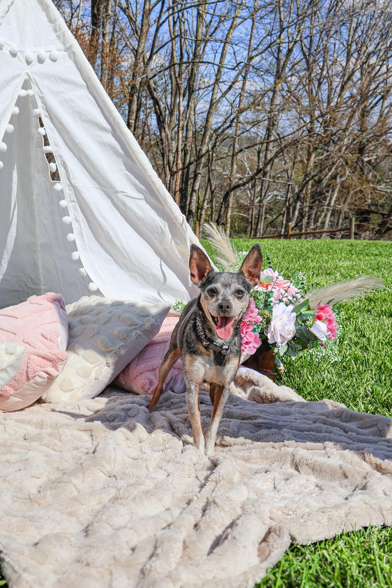 Enlarge Pudding, a Adoptable Chihuahua in Christiansburg, VA image 4/6