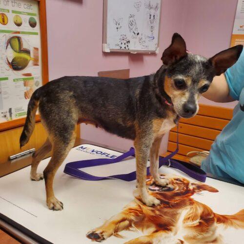 Pudding, a Adoptable Chihuahua in Christiansburg, VA image 4/5