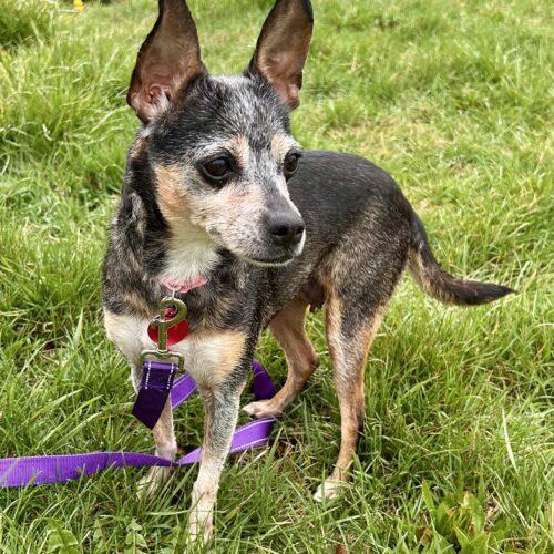 Pudding, a Adoptable Chihuahua in Christiansburg, VA image 5/5