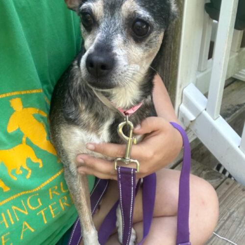 Enlarge Pudding, a Adoptable Chihuahua in Christiansburg, VA image 5/5