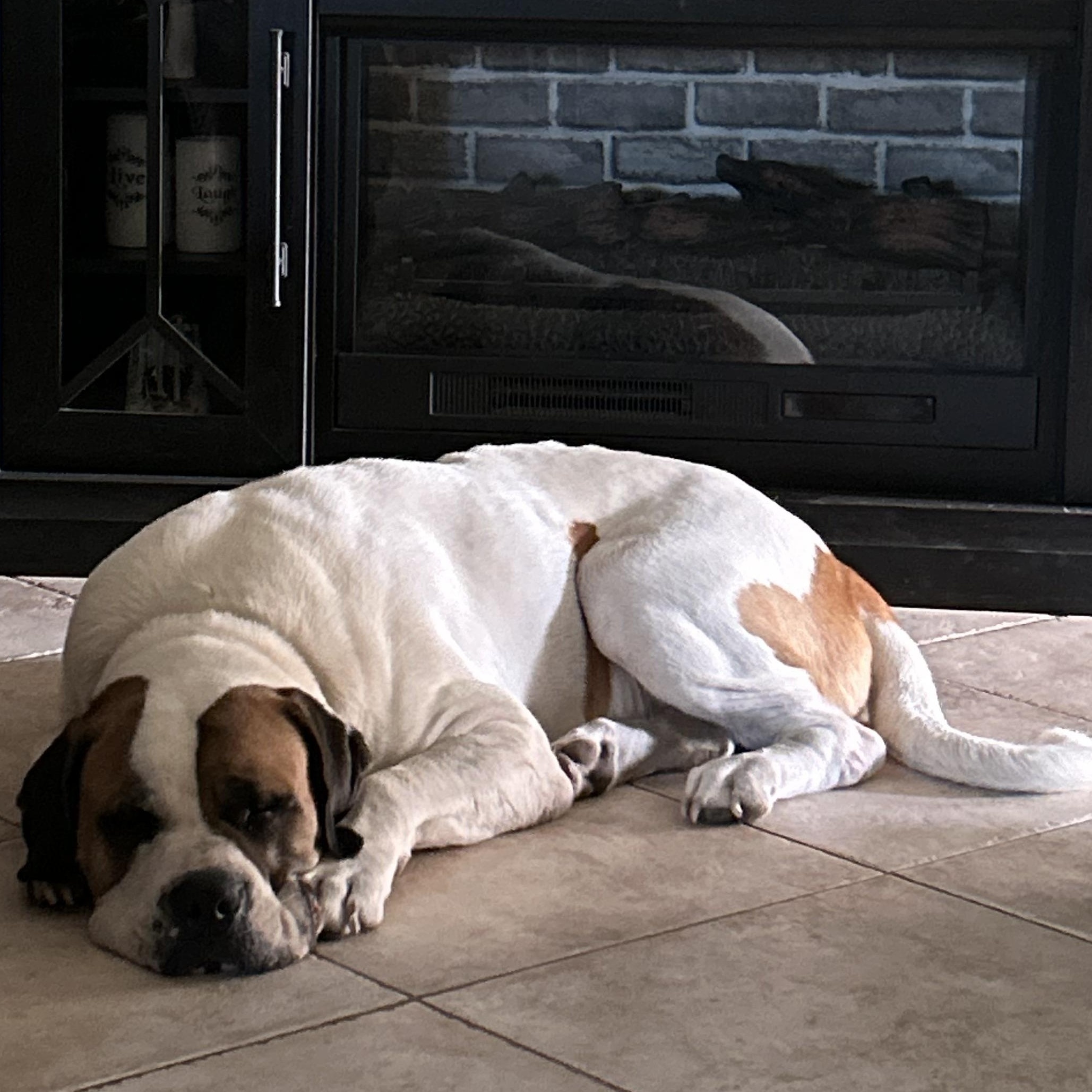 Enlarge Cookie, a Adoptable Saint Bernard in Cedar Park, TX image 2/6