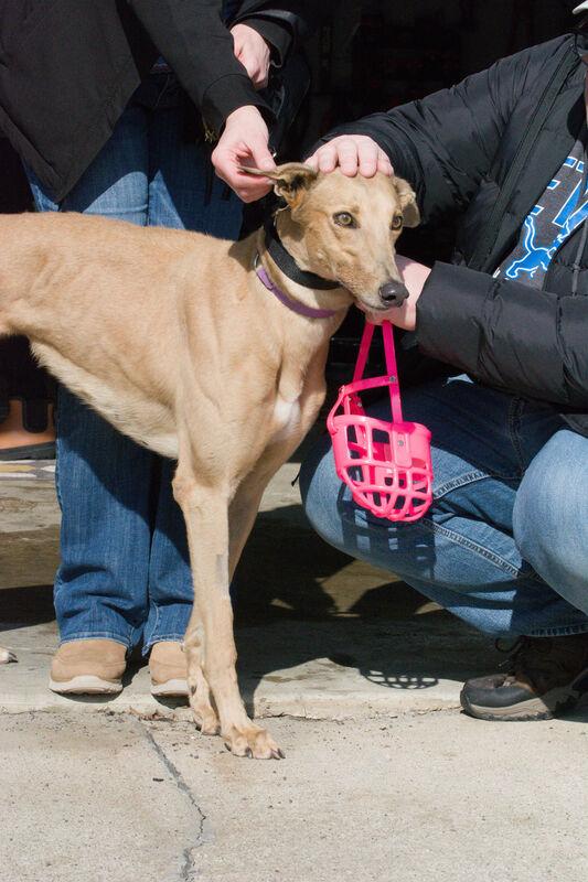 Enlarge Paige, an adopted Greyhound in Flat Rock, MI image 1/1