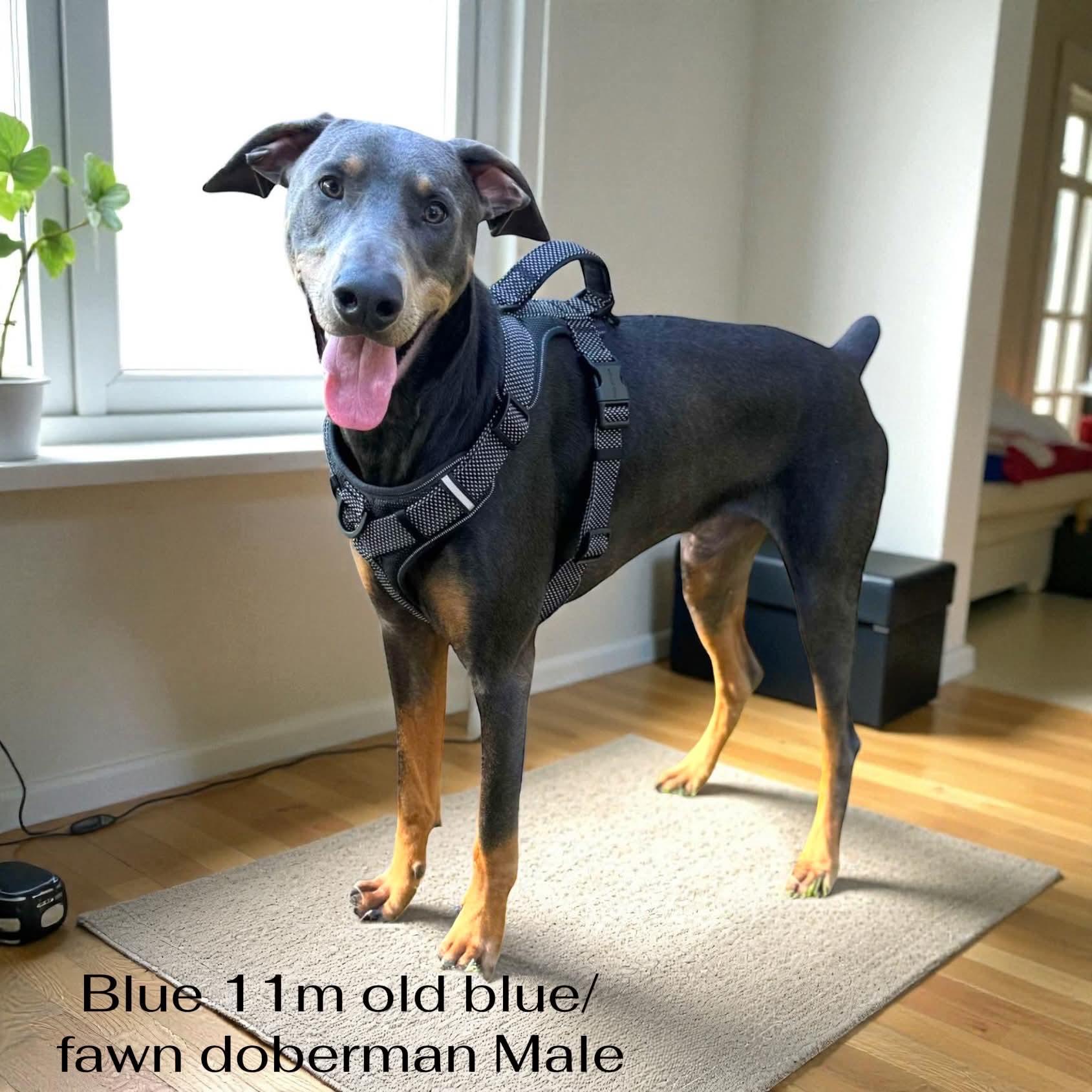 Blue, adoptable, Young Male Doberman Pinscher.
