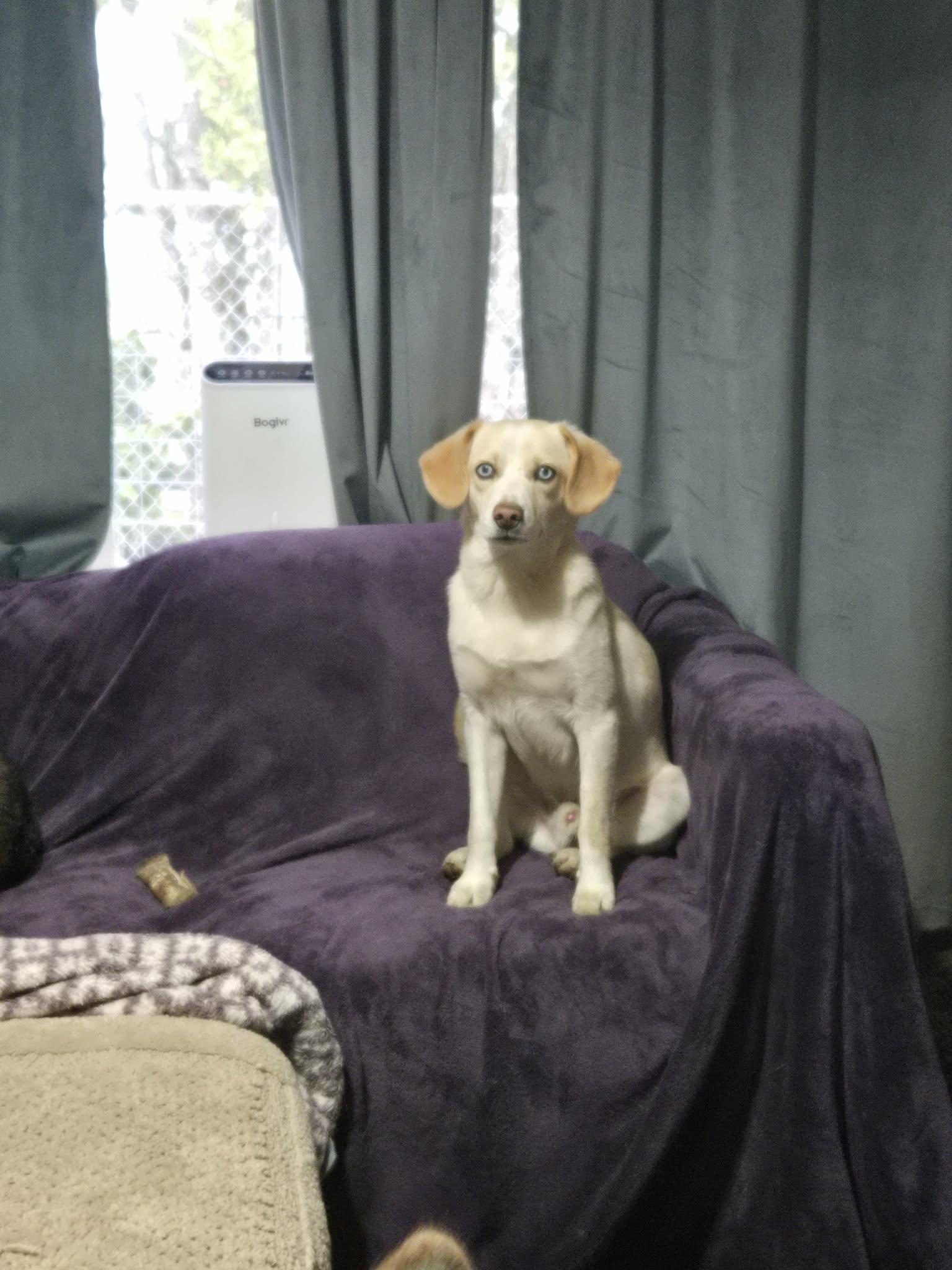 Atlas, ADOPTABLE, Young Male Beagle & Husky.