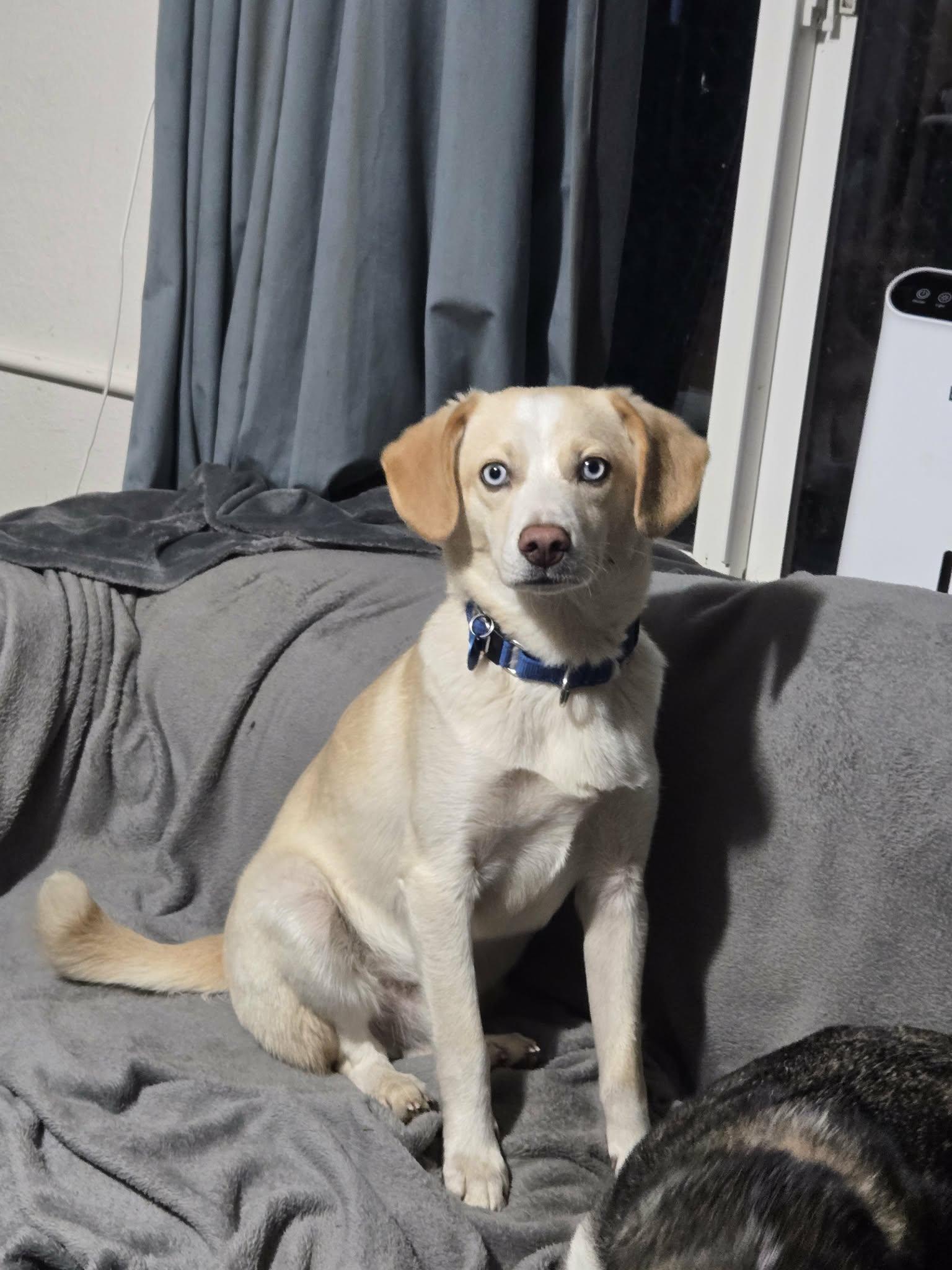 Enlarge Atlas, a ADOPTABLE mixed breed in Sheridan, OR image 2/6