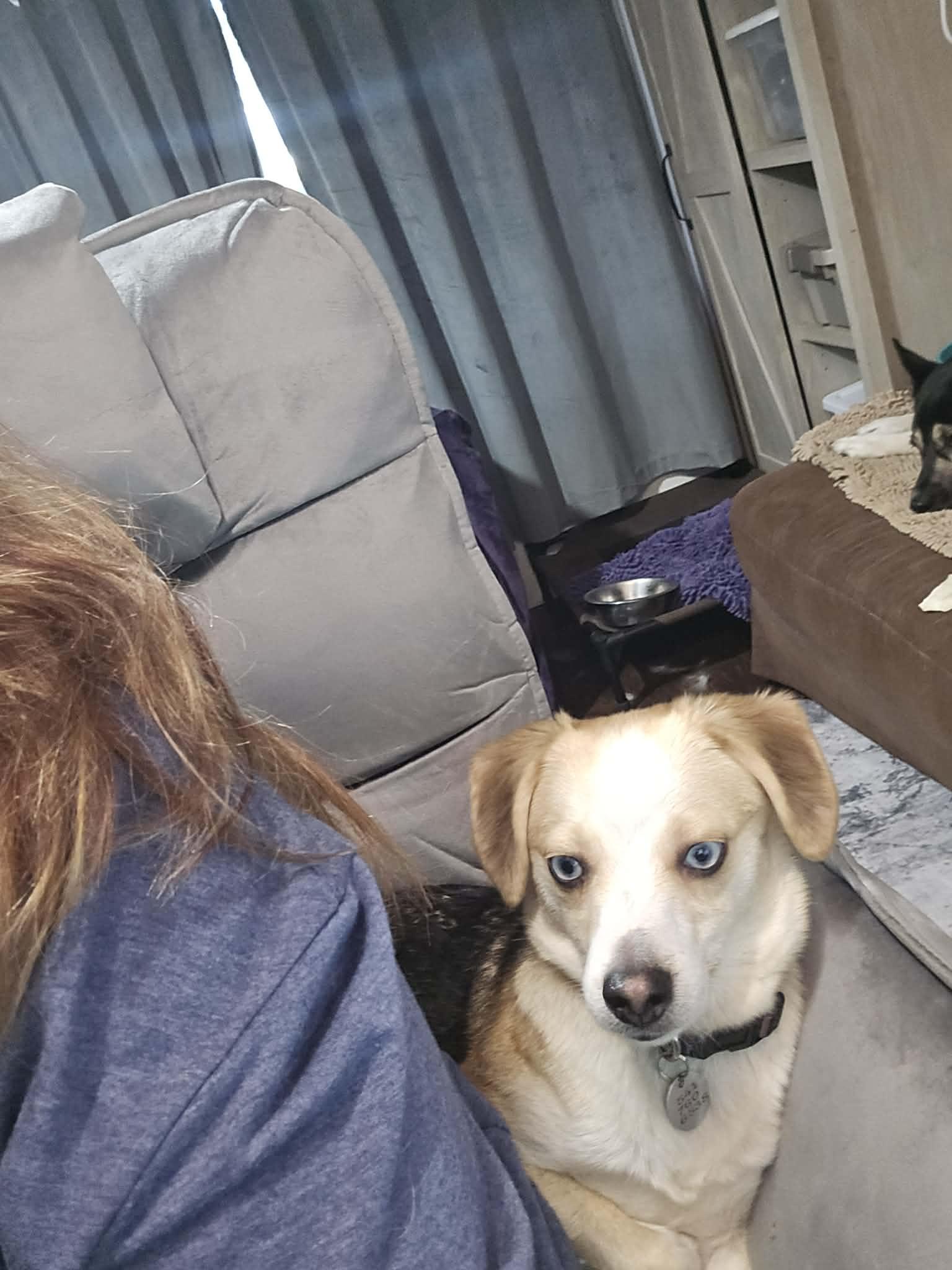 Enlarge Atlas, a ADOPTABLE mixed breed in Sheridan, OR image 5/6