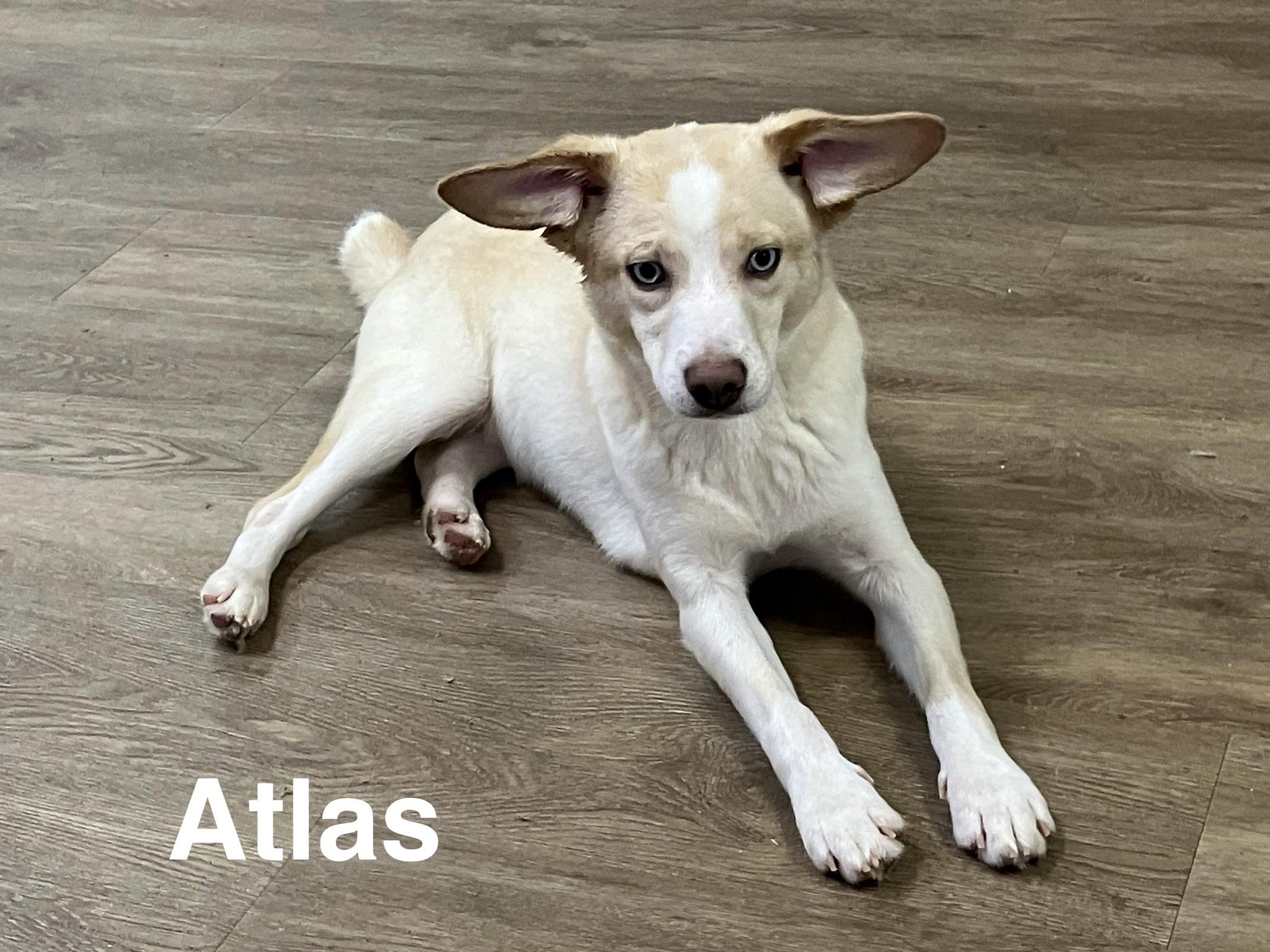 Atlas, ADOPTABLE, Young Male Beagle & Husky.