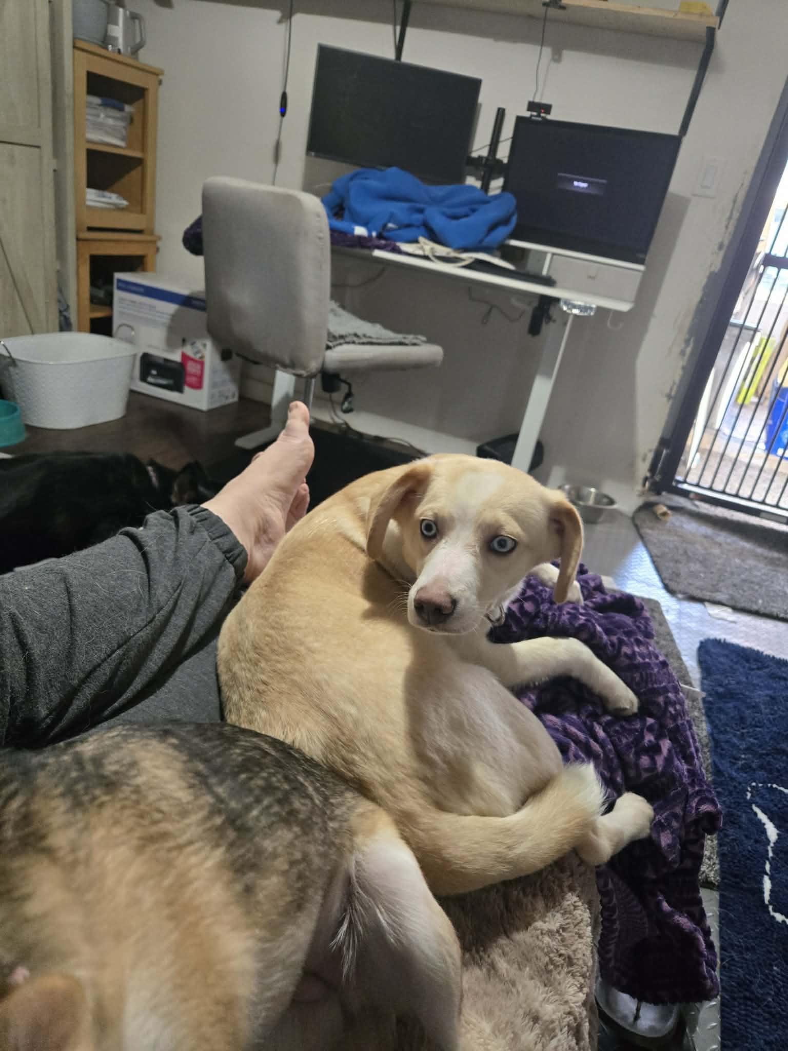 Enlarge Atlas, a ADOPTABLE mixed breed in Sheridan, OR image 3/6