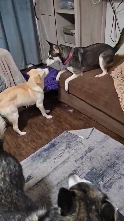 Enlarge Atlas, a ADOPTABLE mixed breed in Sheridan, OR video 6/6