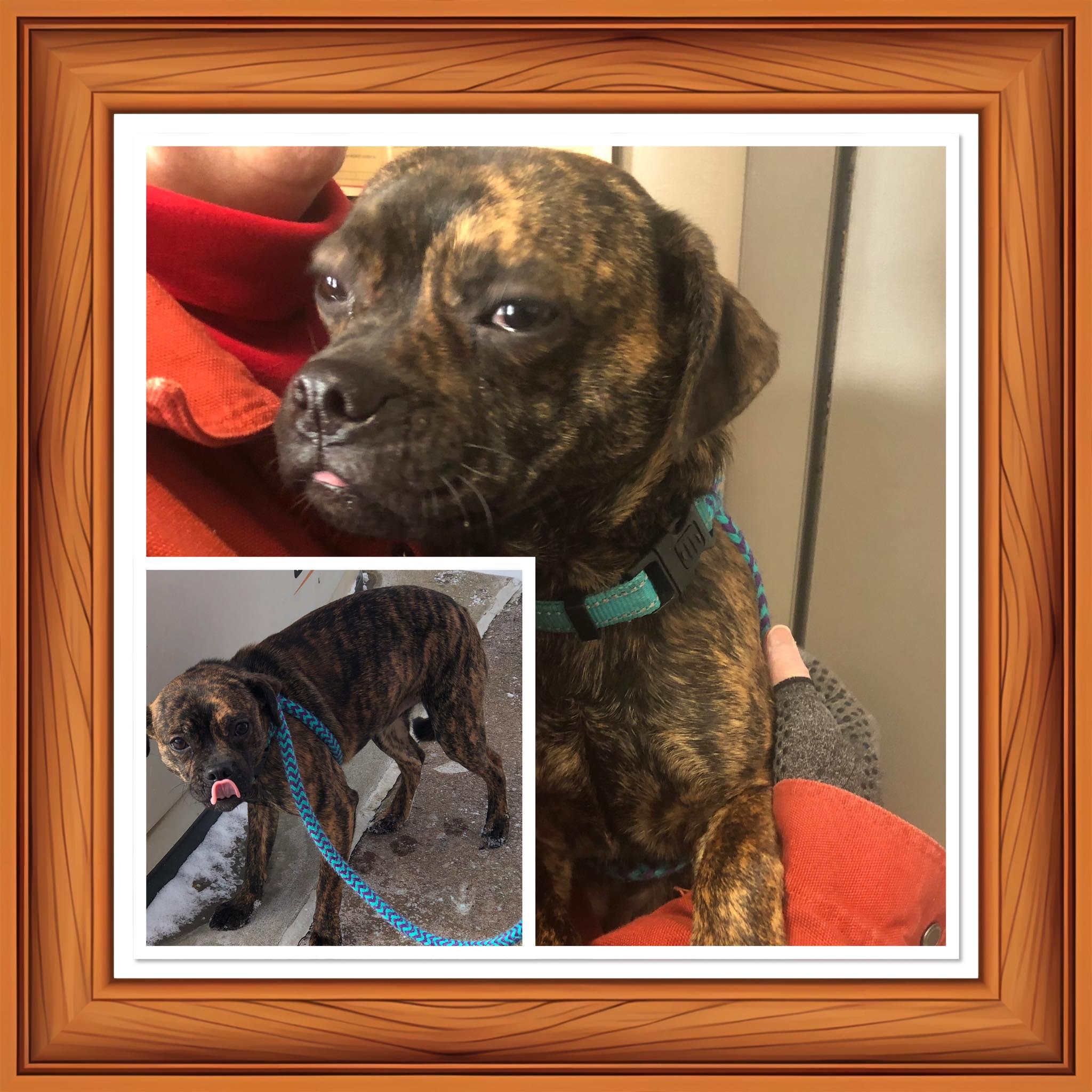 PUPPY, ADOPTABLE, Young Male Pug.