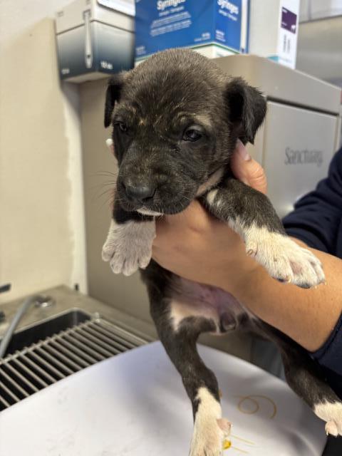 Enlarge A250844, a Adoptable mixed breed in Visalia, CA image 1/1