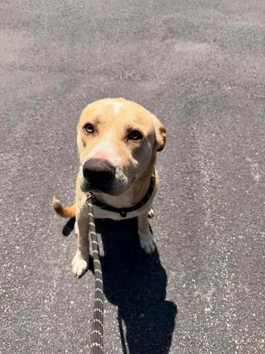 Porkchop, Adoptable, Young Male Labrador Retriever & Mixed Breed.