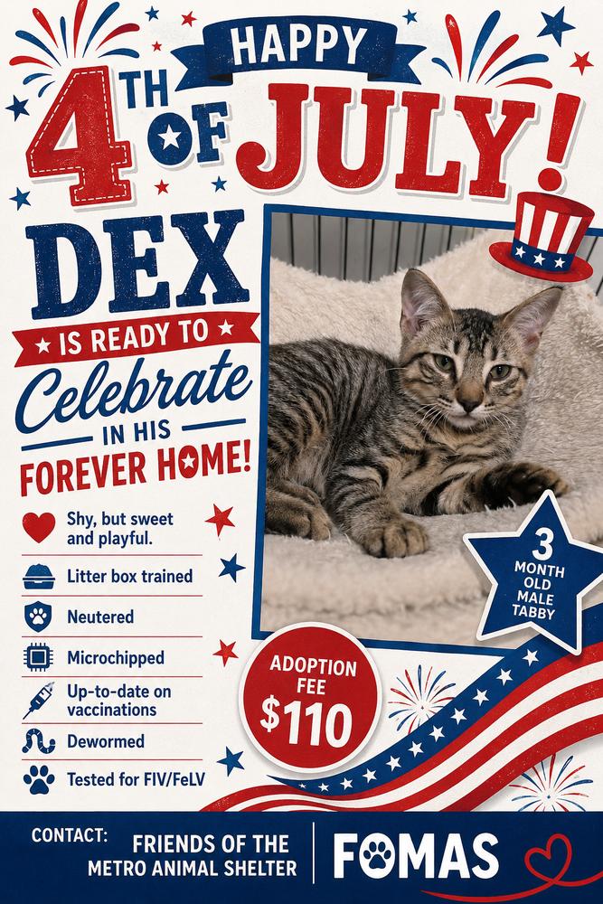 Dex (The Brine Brigade), Adoptable, Kitten Male Domestic Short Hair.