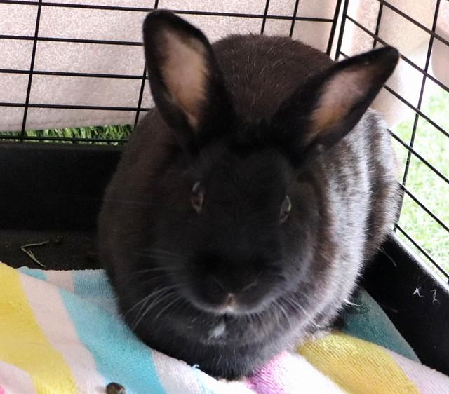 Enlarge BLOSSUM, a Adoptable Bunny Rabbit in San Luis Obispo, CA image 1/1