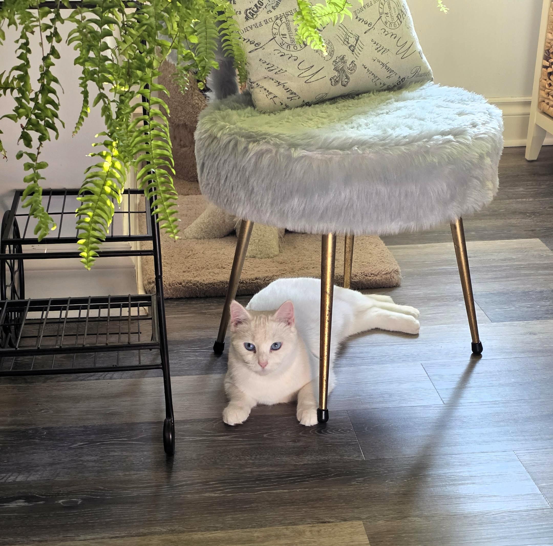 Elsa *Deaf*, a Adoptable Domestic Short Hair in Hamilton, ON image 4/4