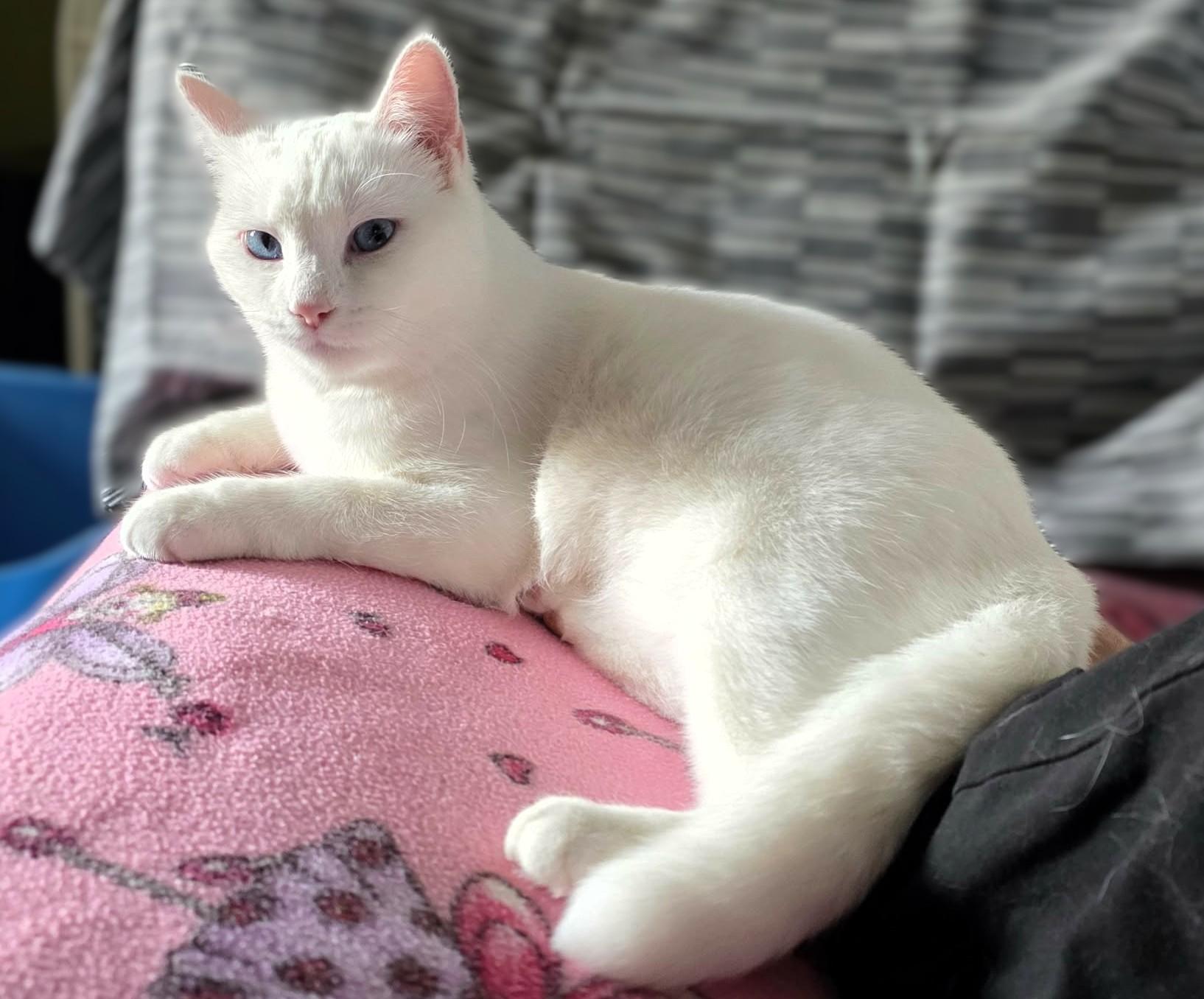 Elsa *Deaf*, Adoptable, Kitten Female Domestic Short Hair.