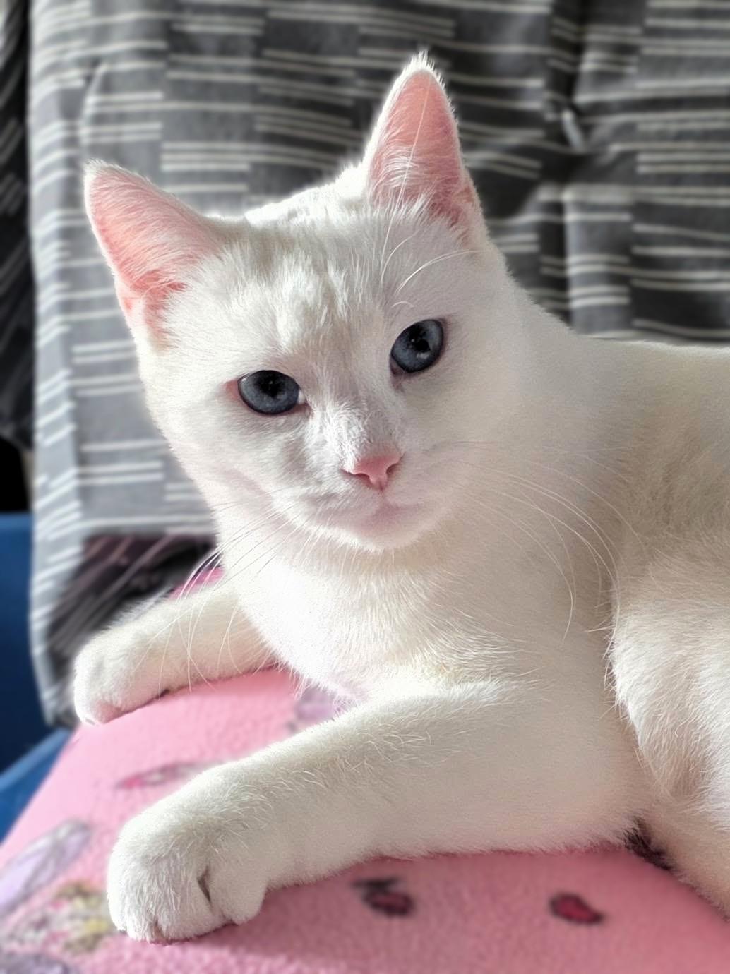Elsa *Deaf*, a Adoptable Domestic Short Hair in Hamilton, ON image 2/4