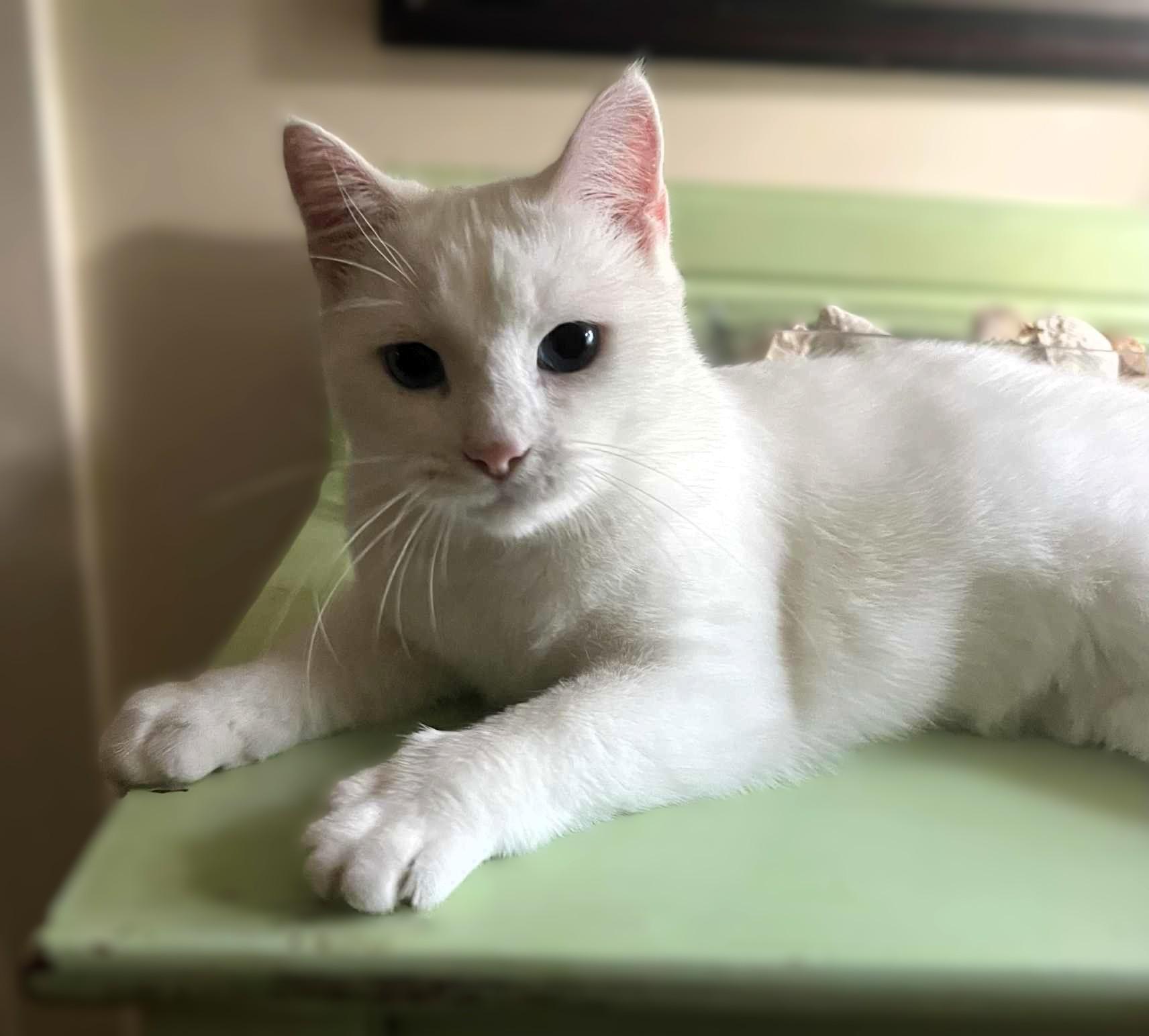 Elsa *Deaf*, a Adoptable Domestic Short Hair in Hamilton, ON image 3/4