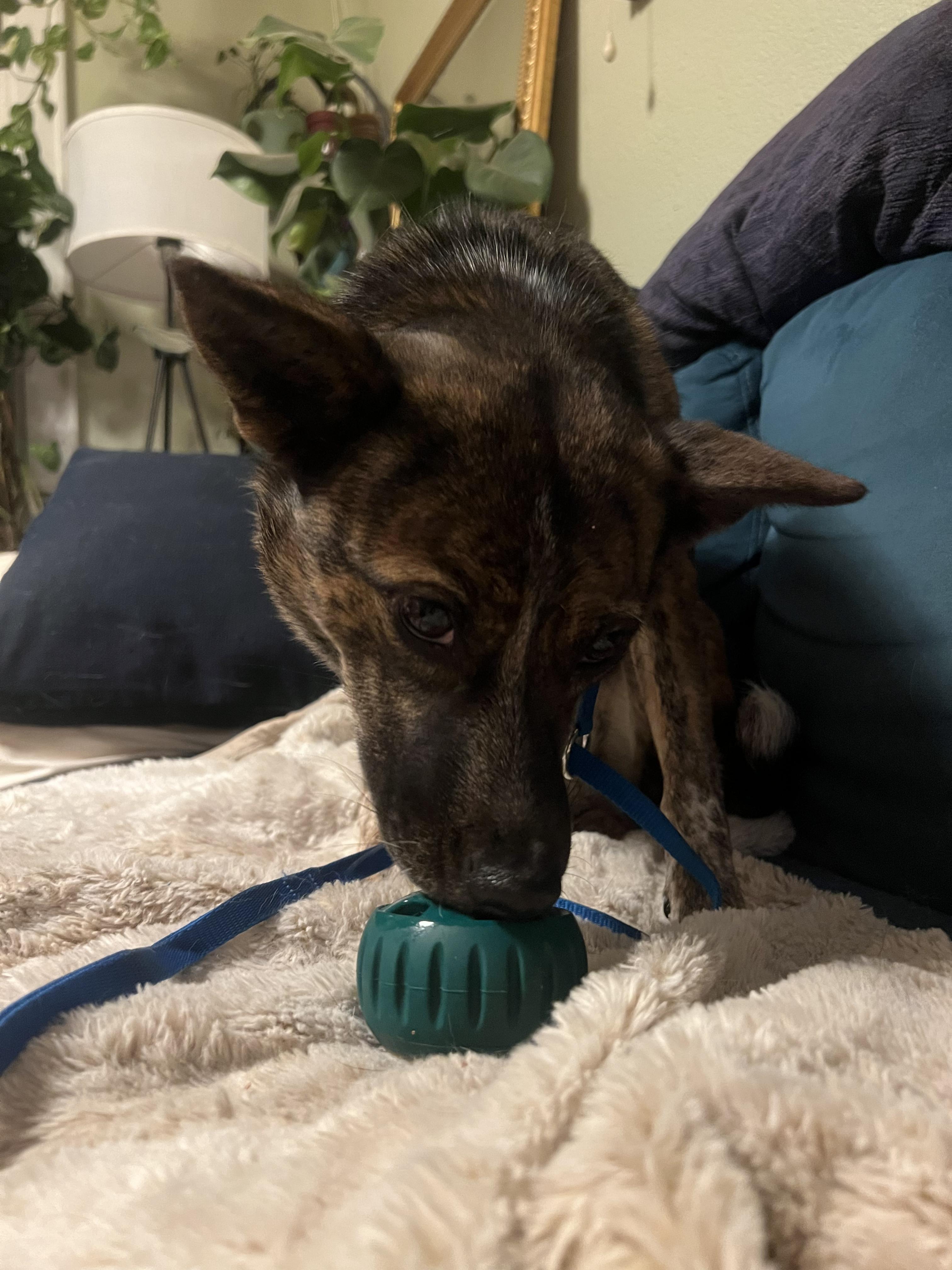 Enlarge Praline, a Adoptable mixed breed in Fort Collins, CO image 2/5