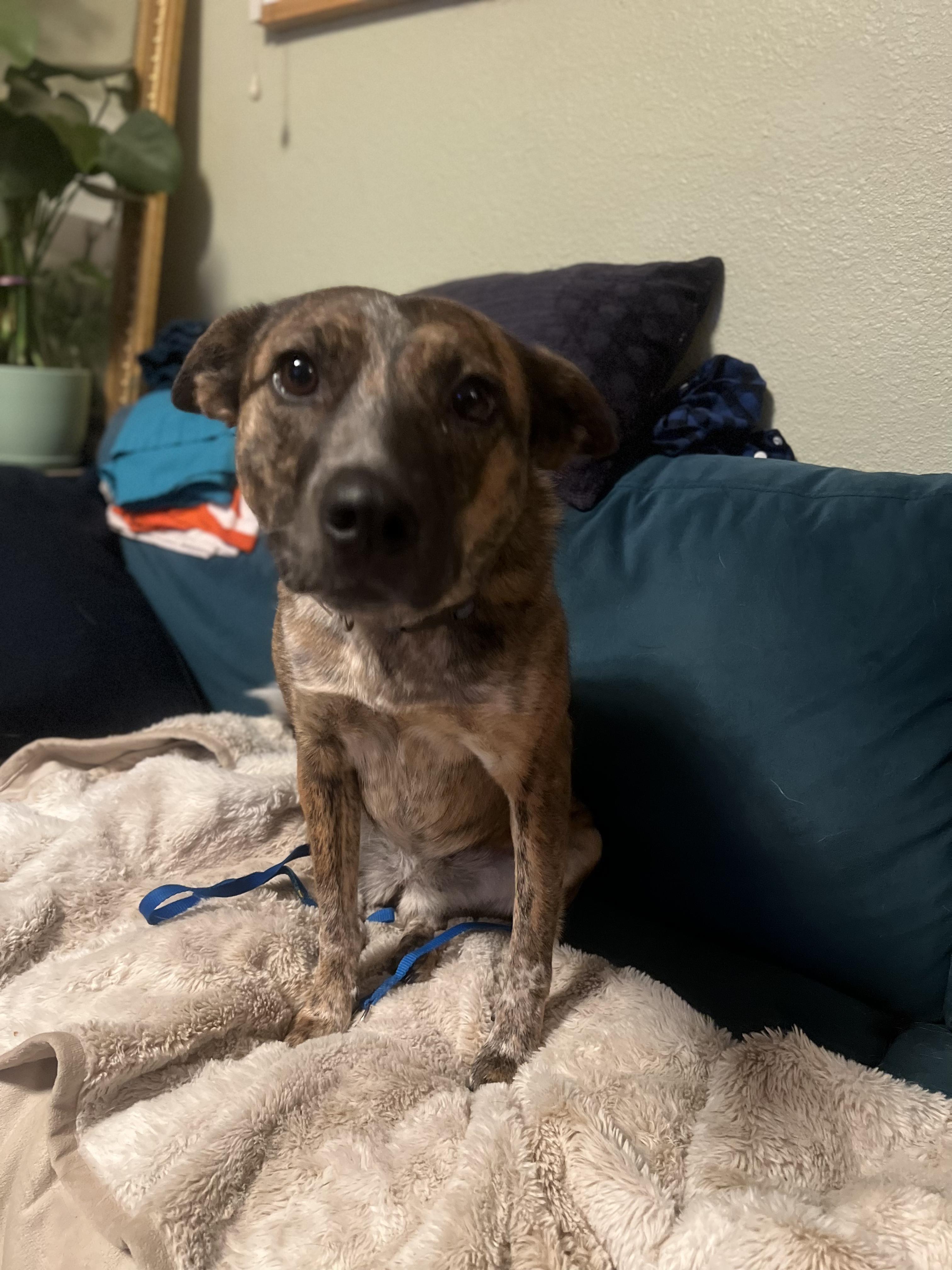 Enlarge Praline, a Adoptable mixed breed in Fort Collins, CO image 4/5