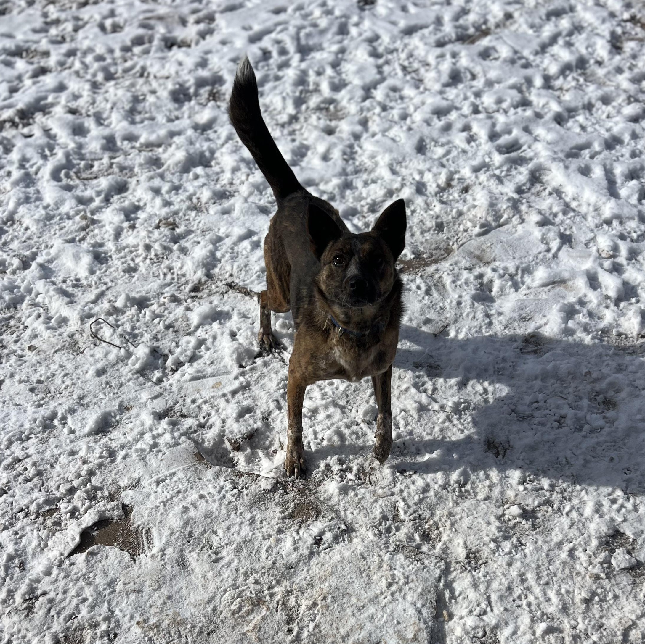 Enlarge Praline, a Adoptable mixed breed in Fort Collins, CO image 6/6