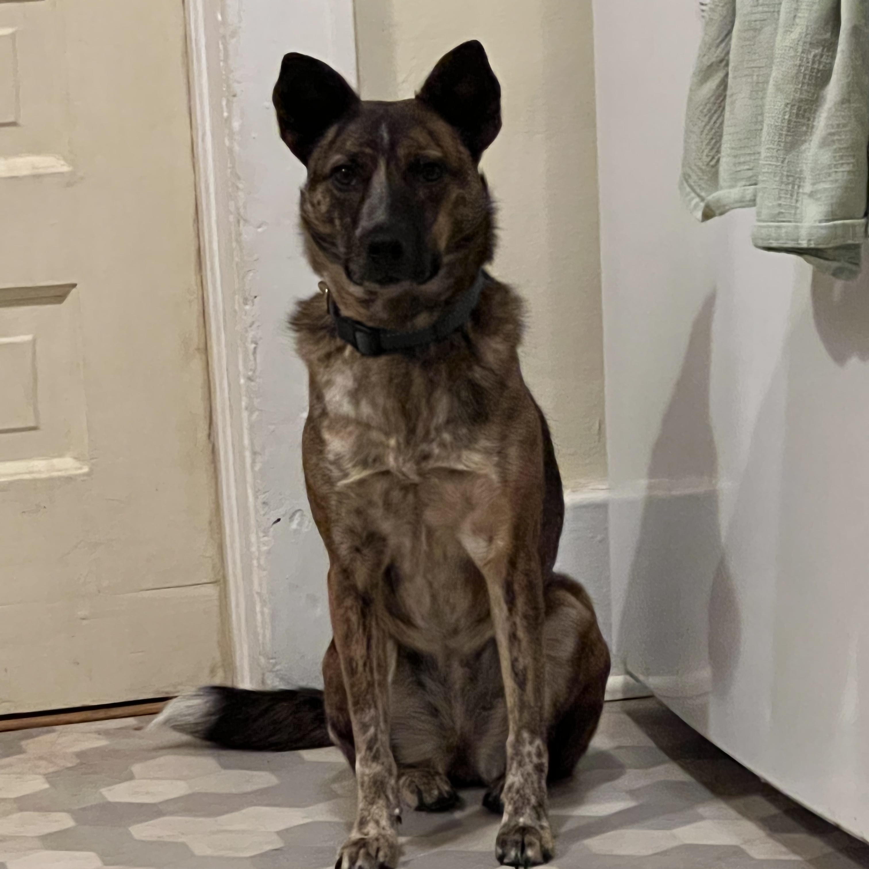 Enlarge Praline, a Adoptable mixed breed in Fort Collins, CO image 1/5