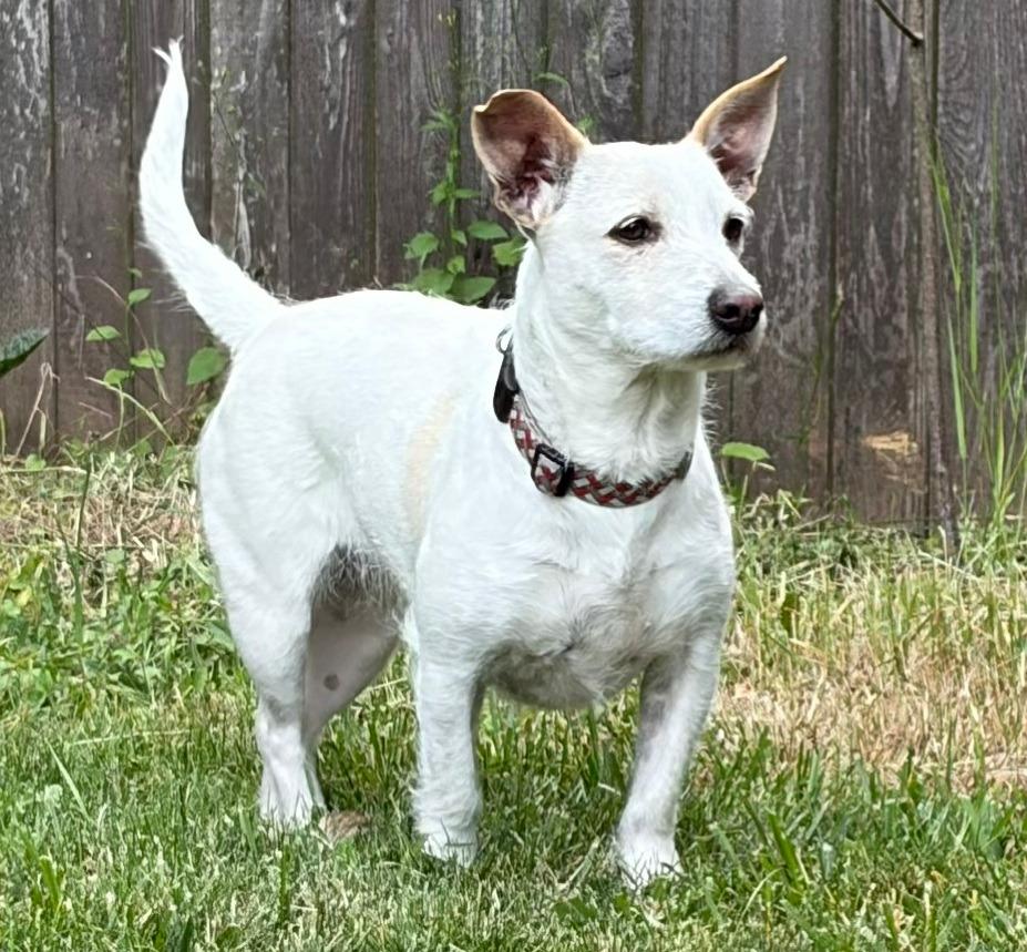 Sally, a Adoptable mixed breed in Bellingham , WA image 6/6