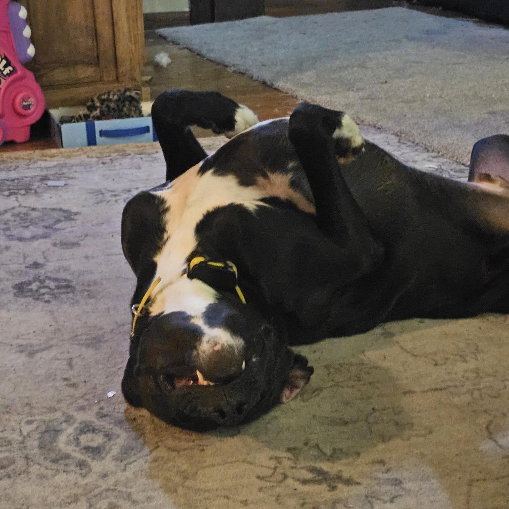Tonka, a Adoptable mixed breed in Baldwin, WI image 1/4