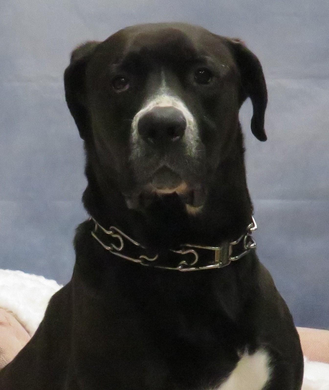 Enlarge Tanner, a Adoptable Mixed Breed in Mississauga, ON image 1/6