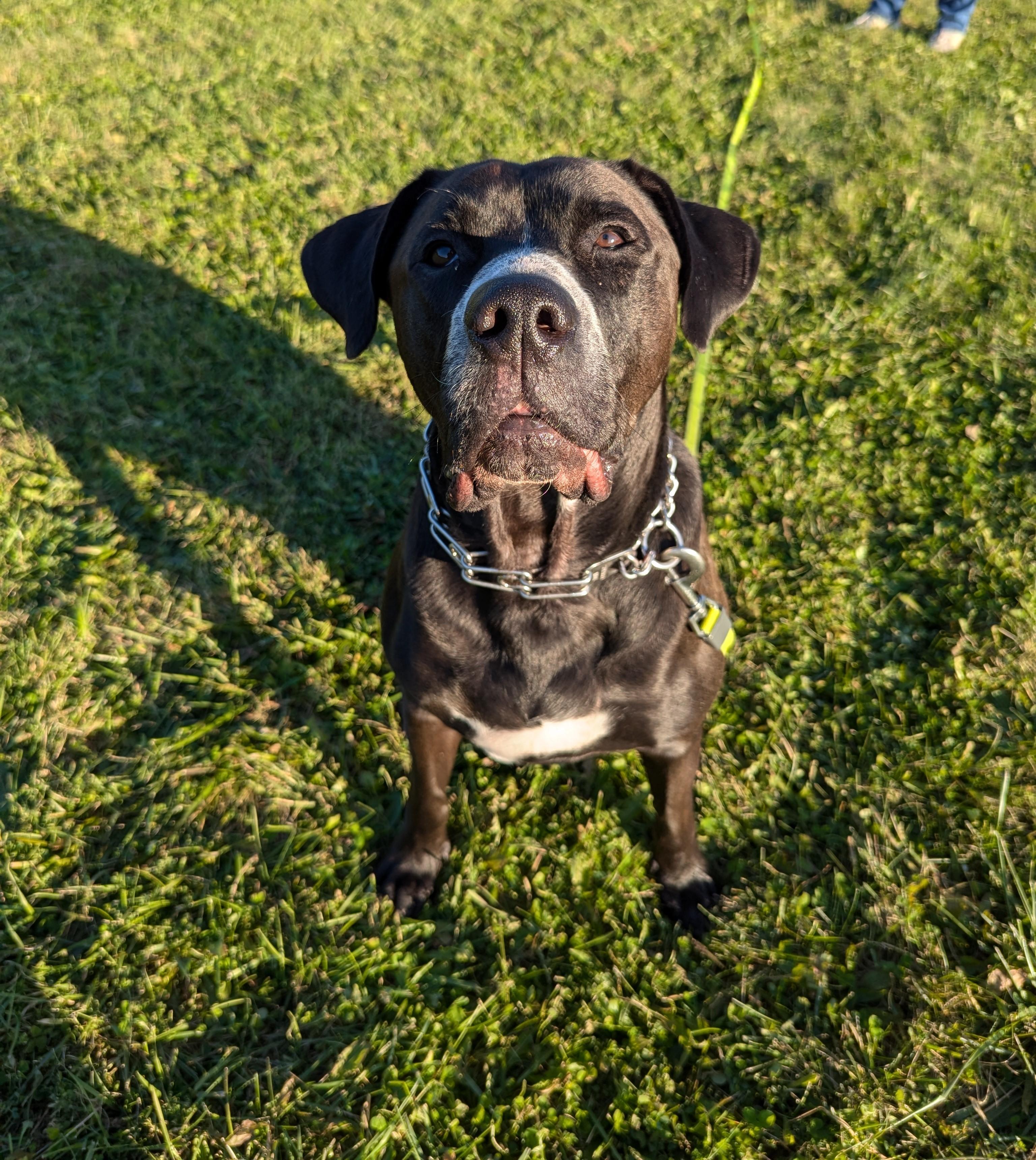 Enlarge Tanner, a Adoptable Mixed Breed in Mississauga, ON image 2/6