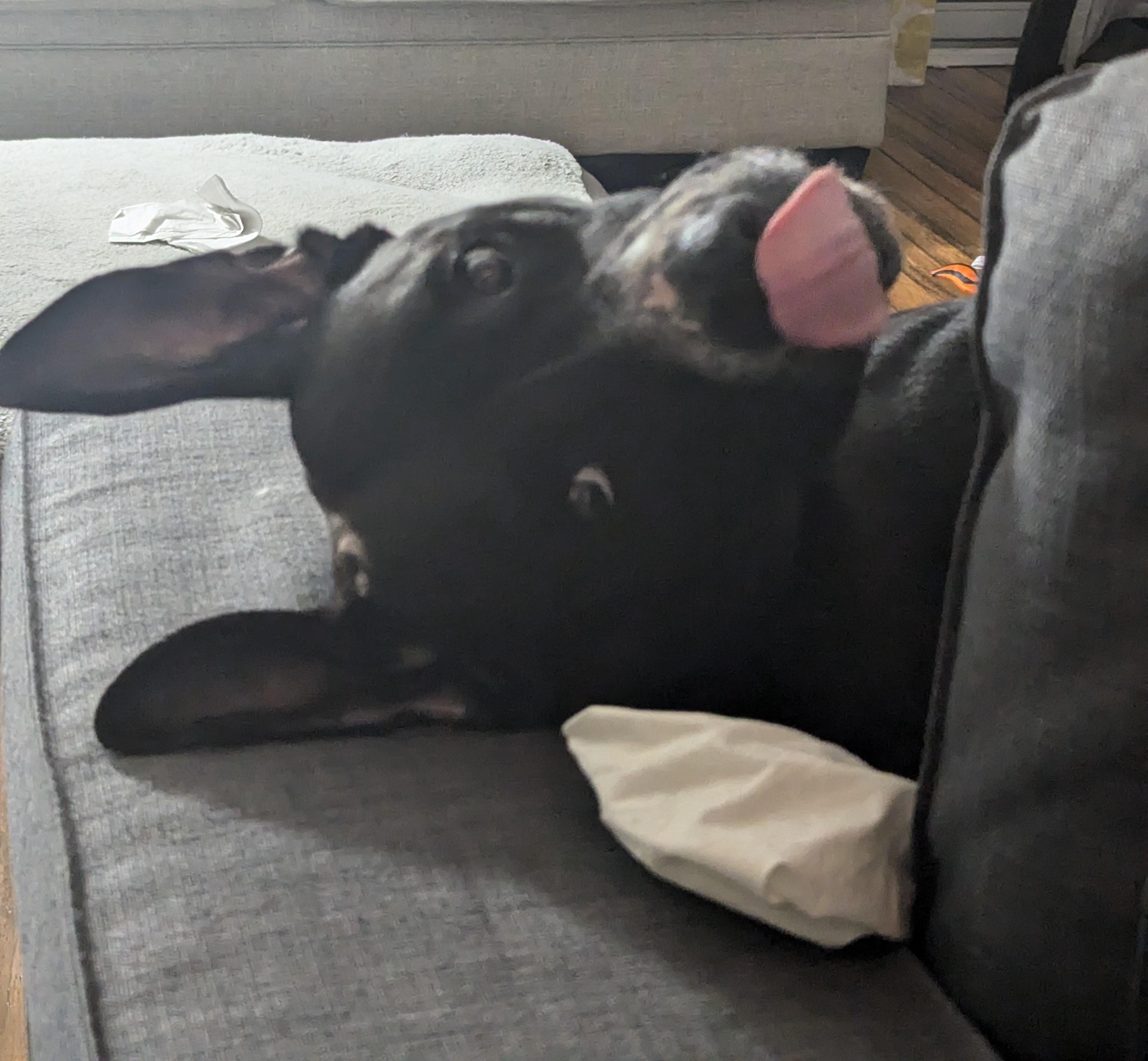 Enlarge Tanner, a Adoptable Mixed Breed in Mississauga, ON image 3/6