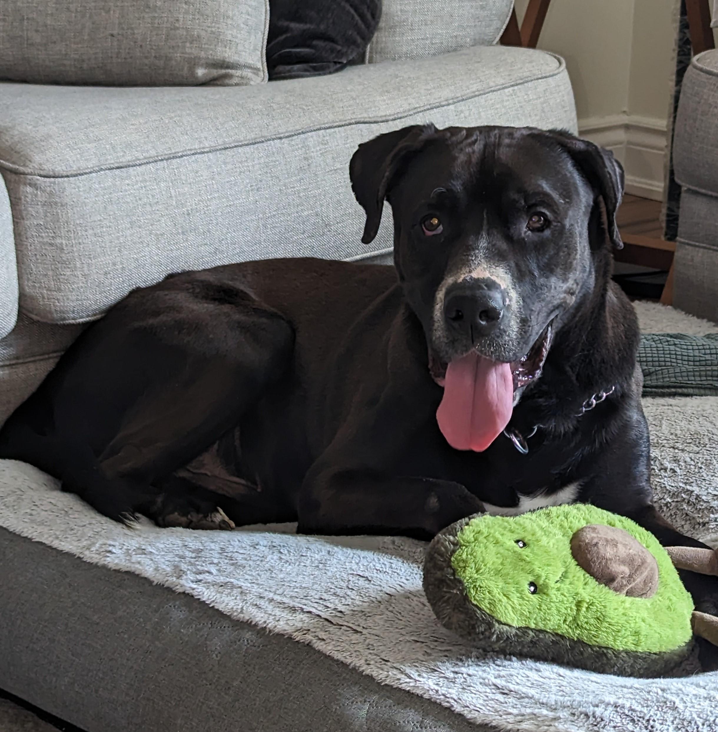 Enlarge Tanner, a Adoptable Mixed Breed in Mississauga, ON image 4/6