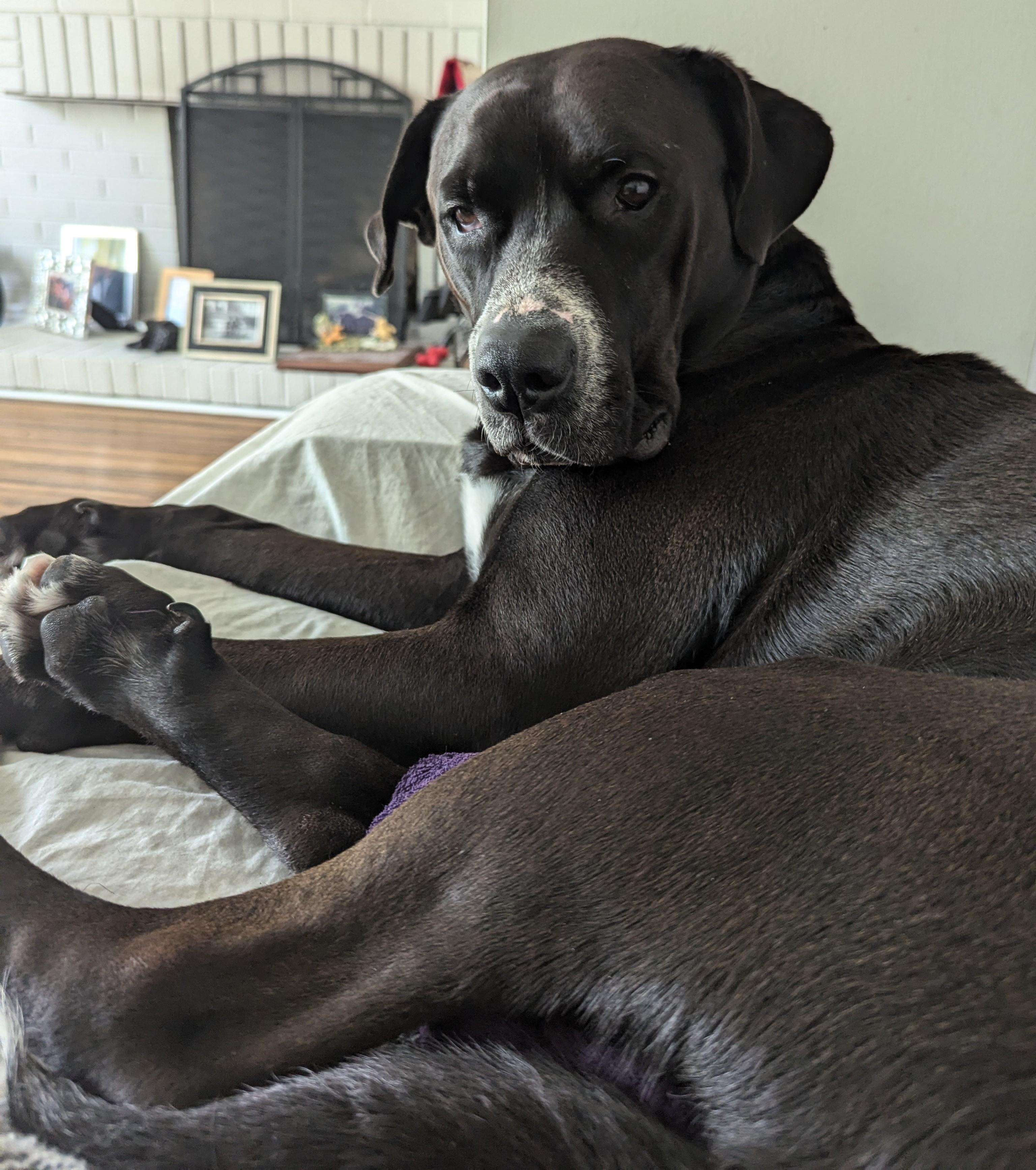 Enlarge Tanner, a Adoptable Mixed Breed in Mississauga, ON image 5/6